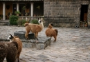 Hacienda San Augustin de Callo