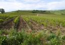 Vignoble_Istrie©GerardBlanc