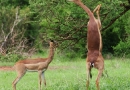 Impalas