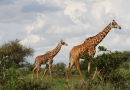 Girafes