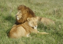 Le repos des lions
