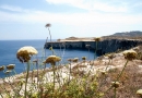 côte maltaise
