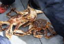Pêche de Crabes Royaux - dans la région de K irkenes