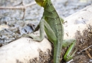 Basilic vert mâle