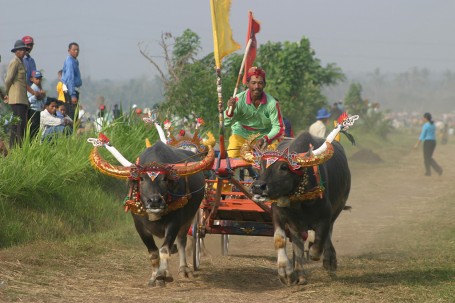 Course d'attelage à Bali