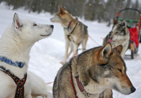 Huskies à l'arrêt