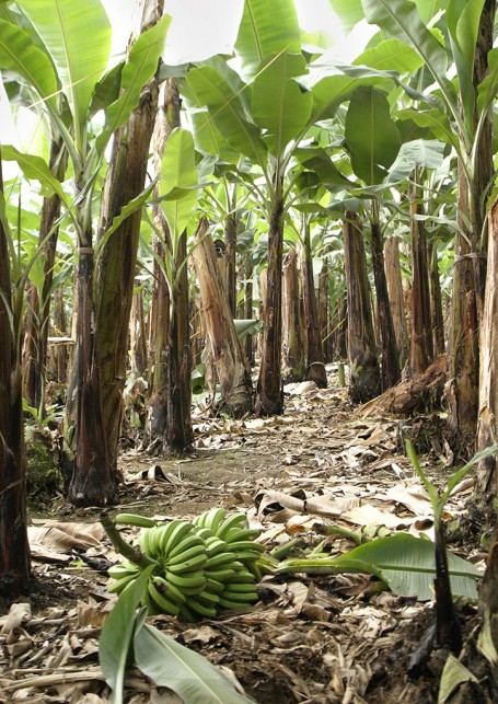 Forêt de bananiers