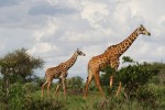 Safari au Kenya, des animaux très réservés