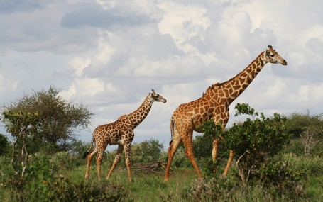 Girafes