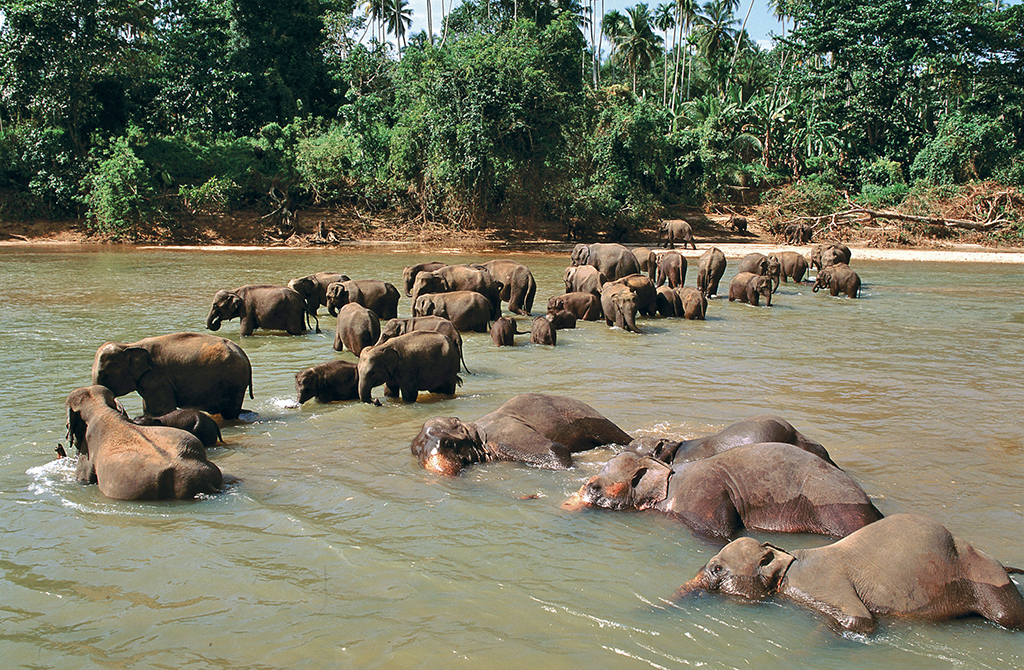 Sri Lanka - Pinnawela - Orphelinat des éléphants