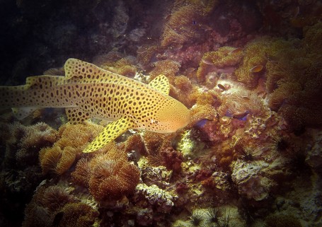 Requin léopard