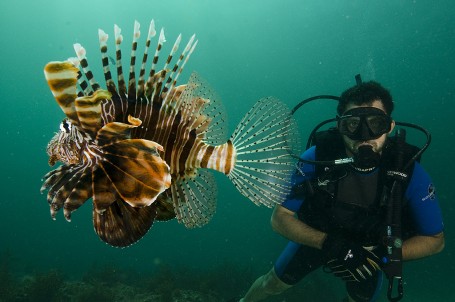 La rascasse volante (Pterois volitans)