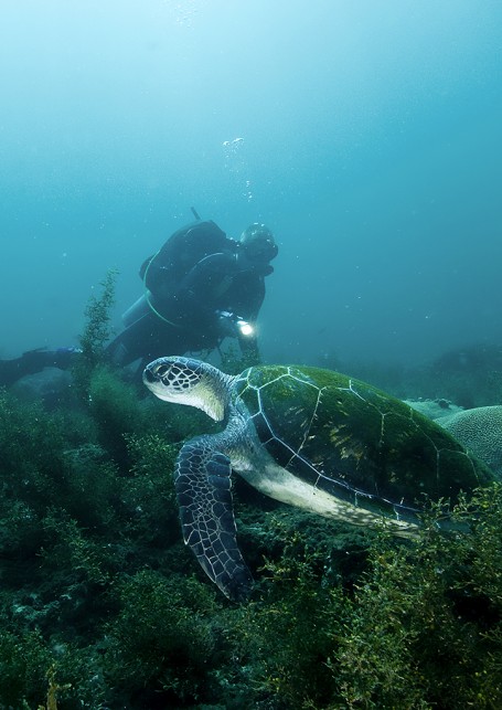 La tortue verte Chelonia mydas.