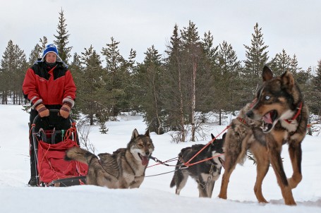 Course en traîneau à Akaslompolo, Laponie