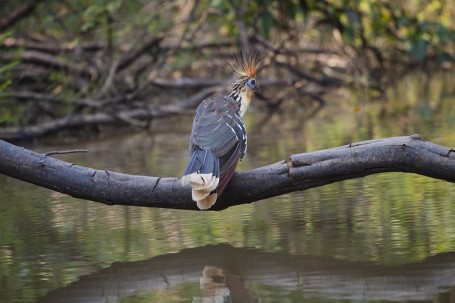 Hoatzin huppé - Pérou