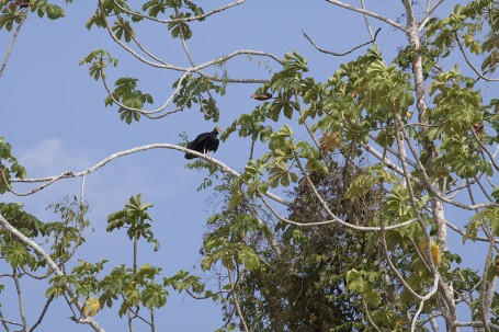 Puerto Maldonado - Peru