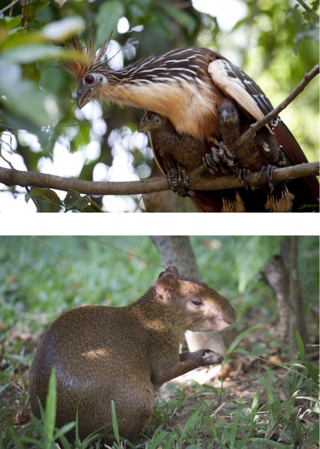 Puerto Maldonado - Peru