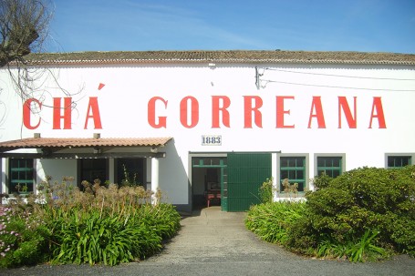 Fabrique de thé à Sao Miguel