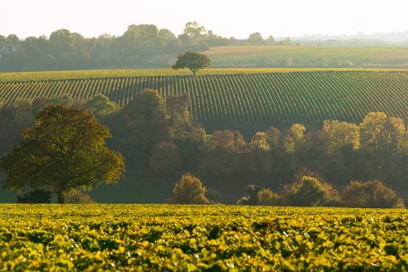 Vignoble Sancerre Ad2t du Cher