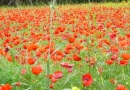 Champ de coquelicots