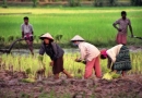 Culture du riz