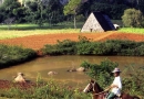 Campagne cubaine