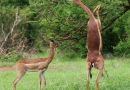 Impalas