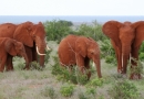 Eléphants du parc Tsavo