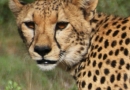 Guépard