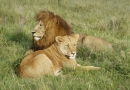 Le repos des lions
