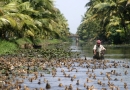 Berger de canards