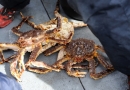 Pêche de Crabes Royaux - dans la région de K irkenes