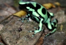 Grenouille verte et noire venimeuse