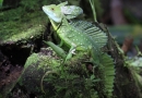 Basilic vert femelle