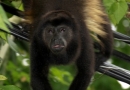 Singe hurleur