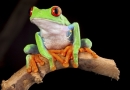 red eyed tree frog