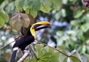Toucan Swanson