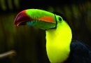 toucan Keelbilled