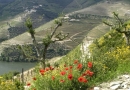 Sur le Douro
