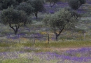 alentejo