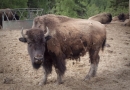 Bison à la Ferme aux 5 étoiles