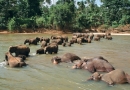 Orphelinat des éléphants à Pinnawela